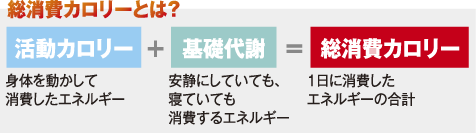 総消費カロリーとは